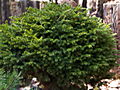Picea abies Faendrich II IMG_4990 (VALENTA) Świerk pospolity